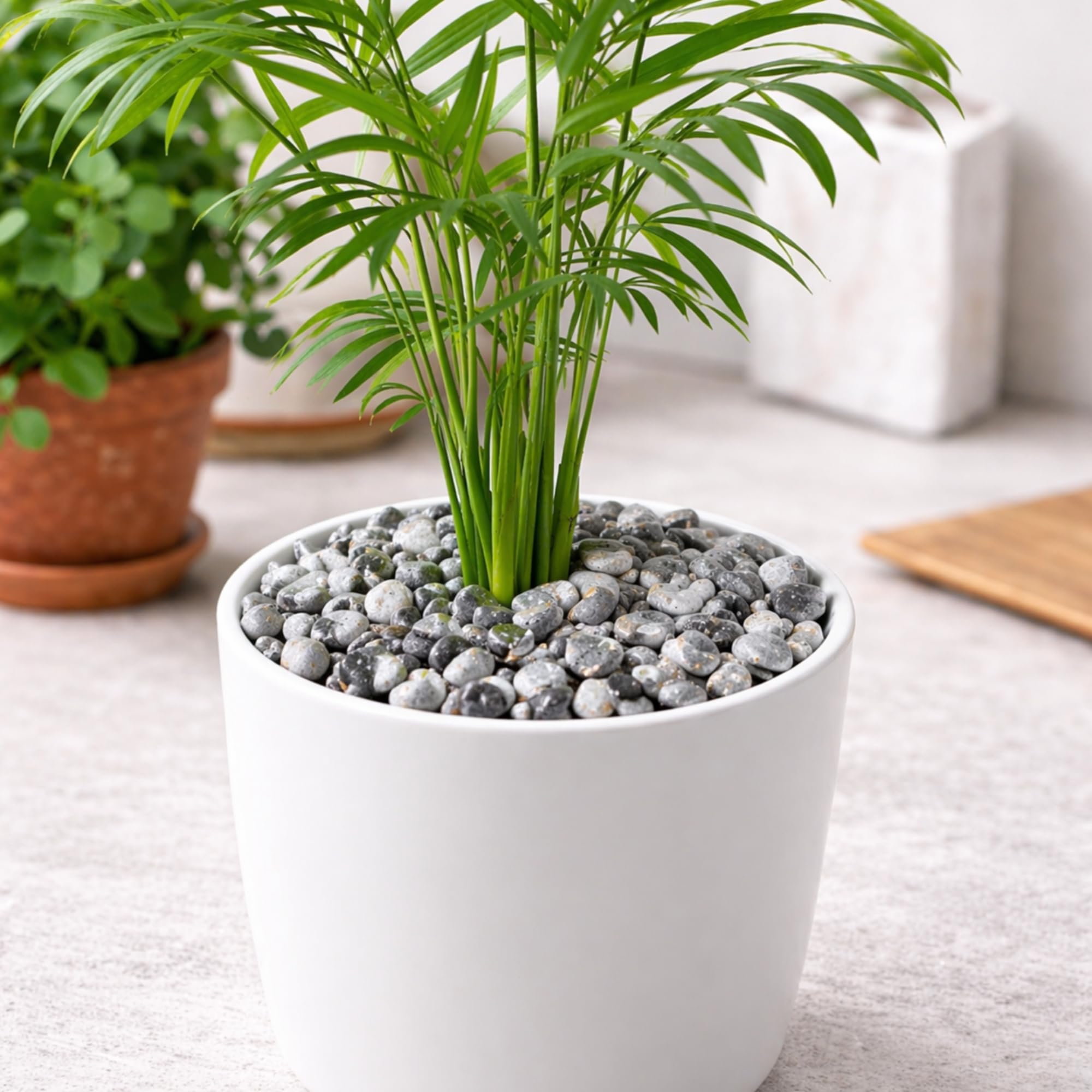 Ghiaia Decorativa Marmo Bardiglio Grigio 7–15 mm Pre-Lavata – Ideale per Vasi, Aiuole e Giardino – Riduce Polvere e Migliora Drenaggio – Clorophilla (GRIGIO 1,8 KG)