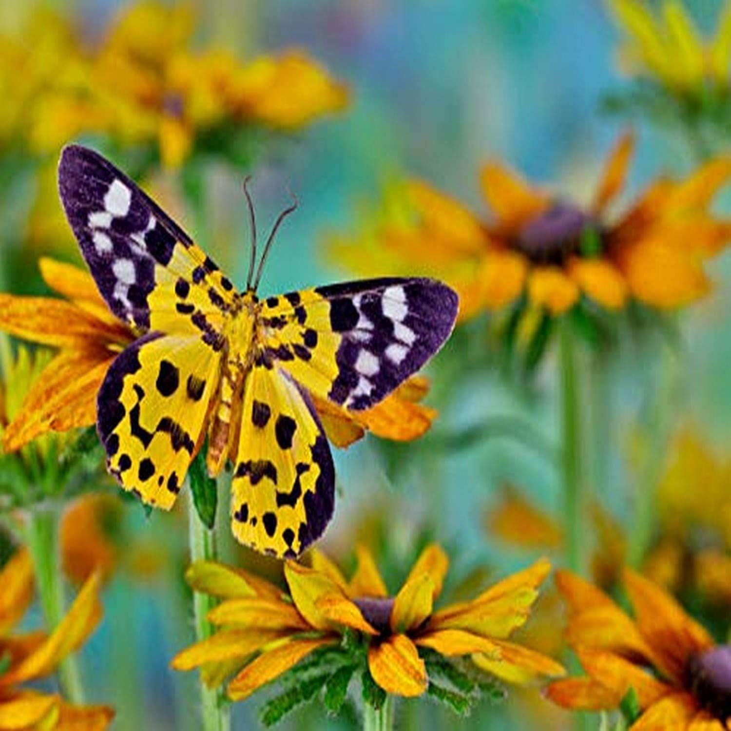 Posterazzi PDDUS48DGU1756 Black and Yellow Day Flying Moth on hirta Daisies Photo Print, 24 x 18, Multi