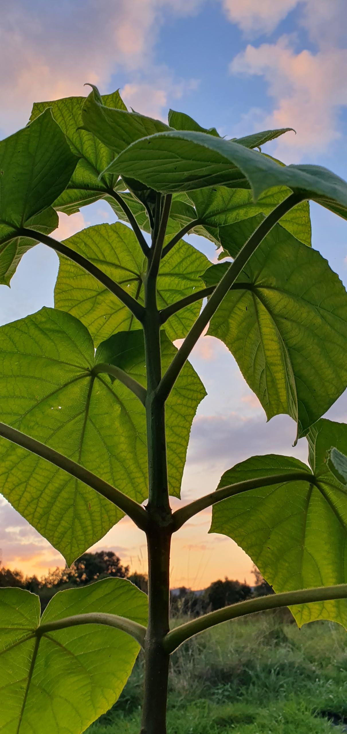 Lot de 2 Arbres Paulownia Turbo Pro à Croissance Rapide - Rustique Ombre