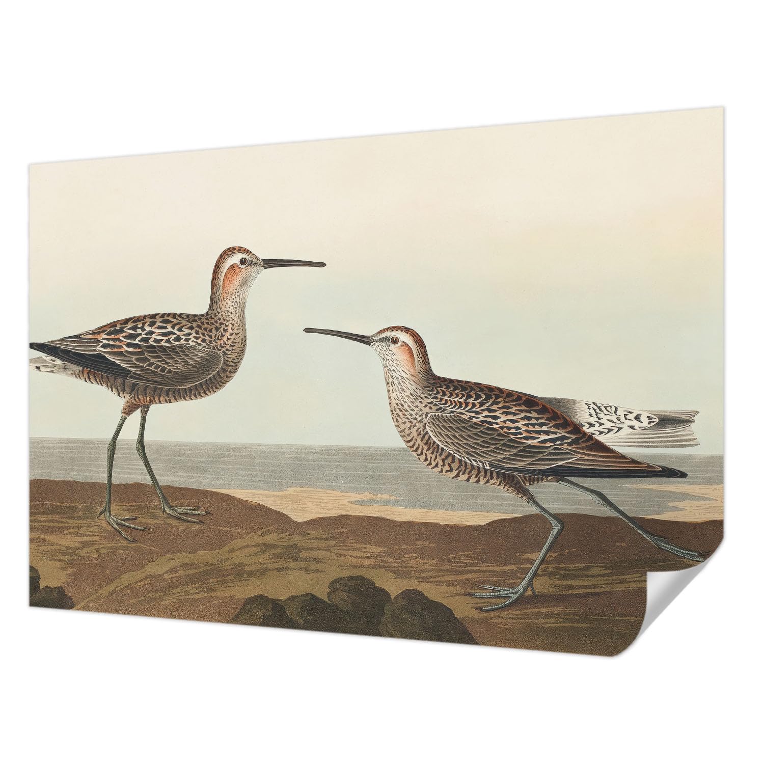 Papel pintado adhesivo de aves 152x104 cm Tulup para pared de dormitorio