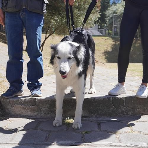 Miniatura 3 de Arnés canino para perro con soporte para patas traseras, cadera y rodillera, arnés para ayudar a levantar la ayuda trasera de los perros y el viejo