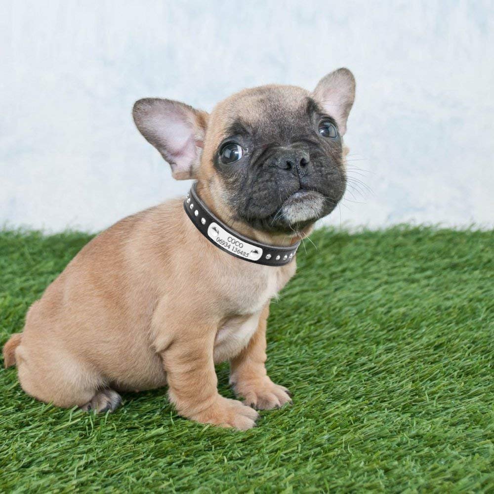 Didog Personalisiertes Hundehalsband Mit Strasssteinen – Gepolstertes Lederhalsband, Gravierbar, Größe S