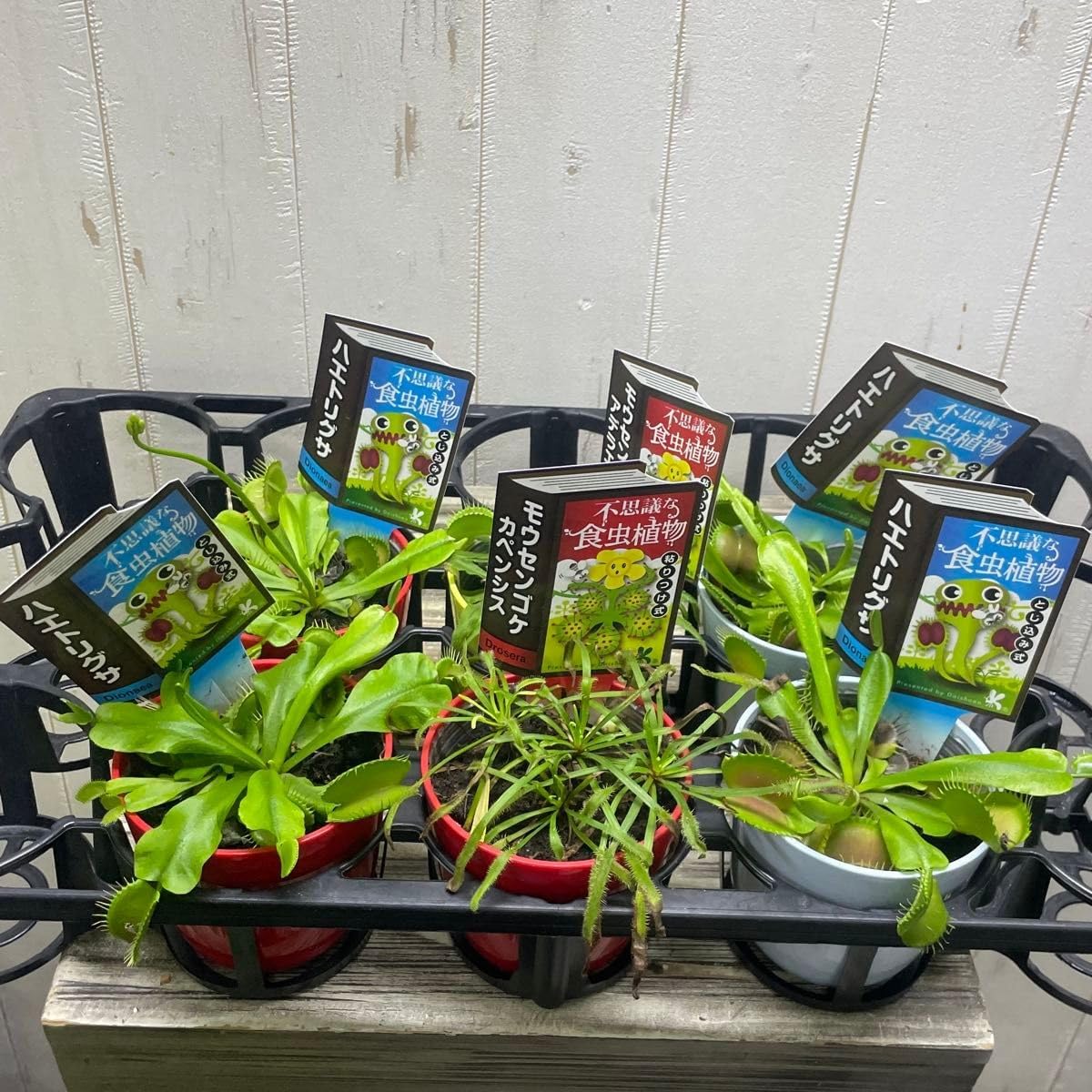 売り 人気 食虫植物 ハエトリソウ モウセンゴケ