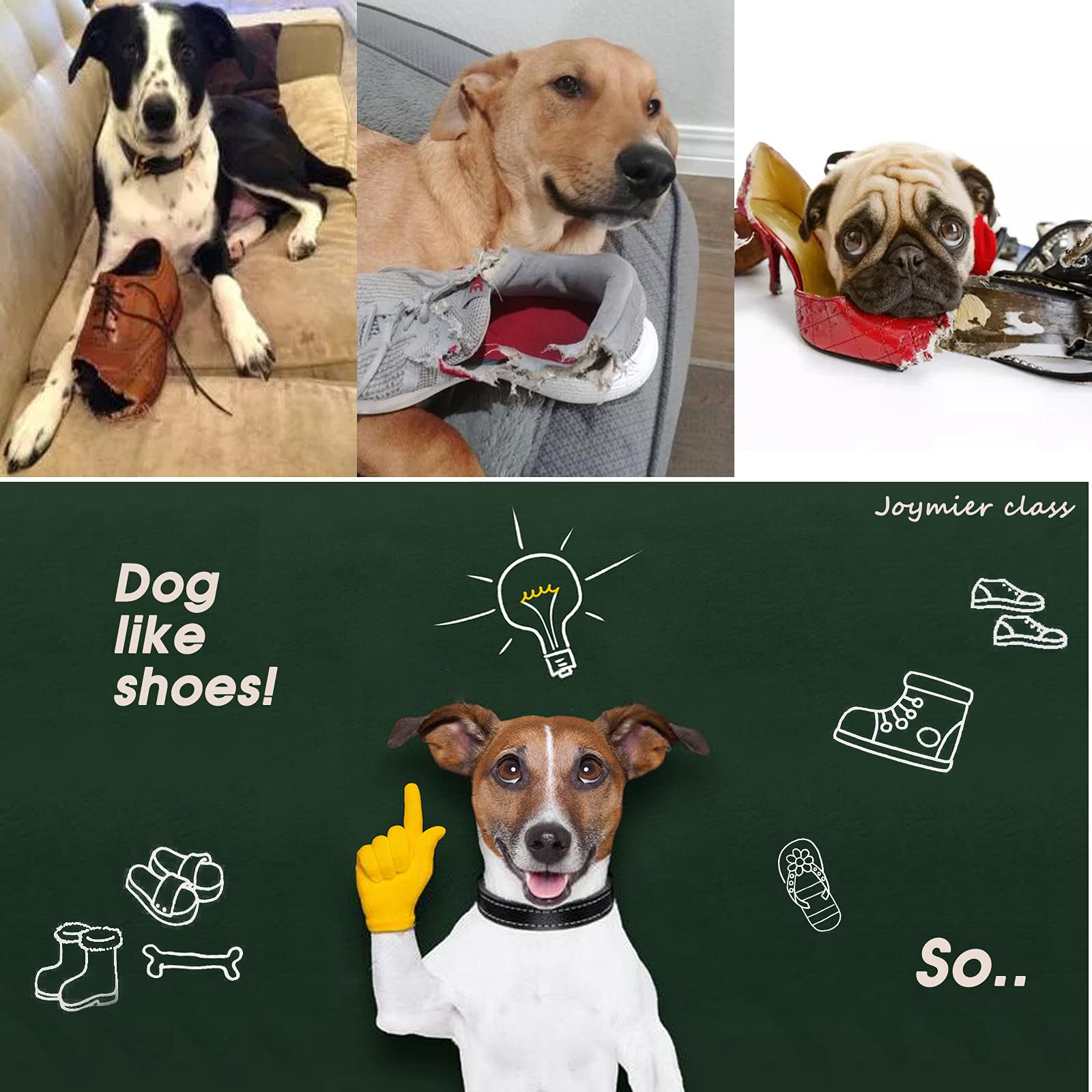 Why Do Dogs Love Shoes