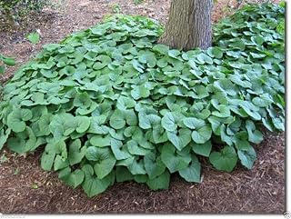 Wild Ginger Seeds aka Canadian Ginger, Vigorous groundcover, 100 Seeds Perennial
