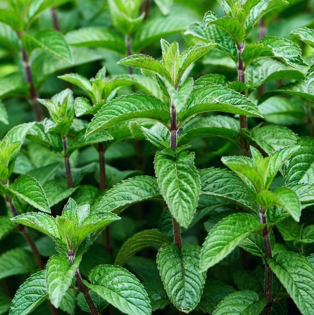 Herb Plants, Garden Mint Mini Plants - 6 Plug Plants