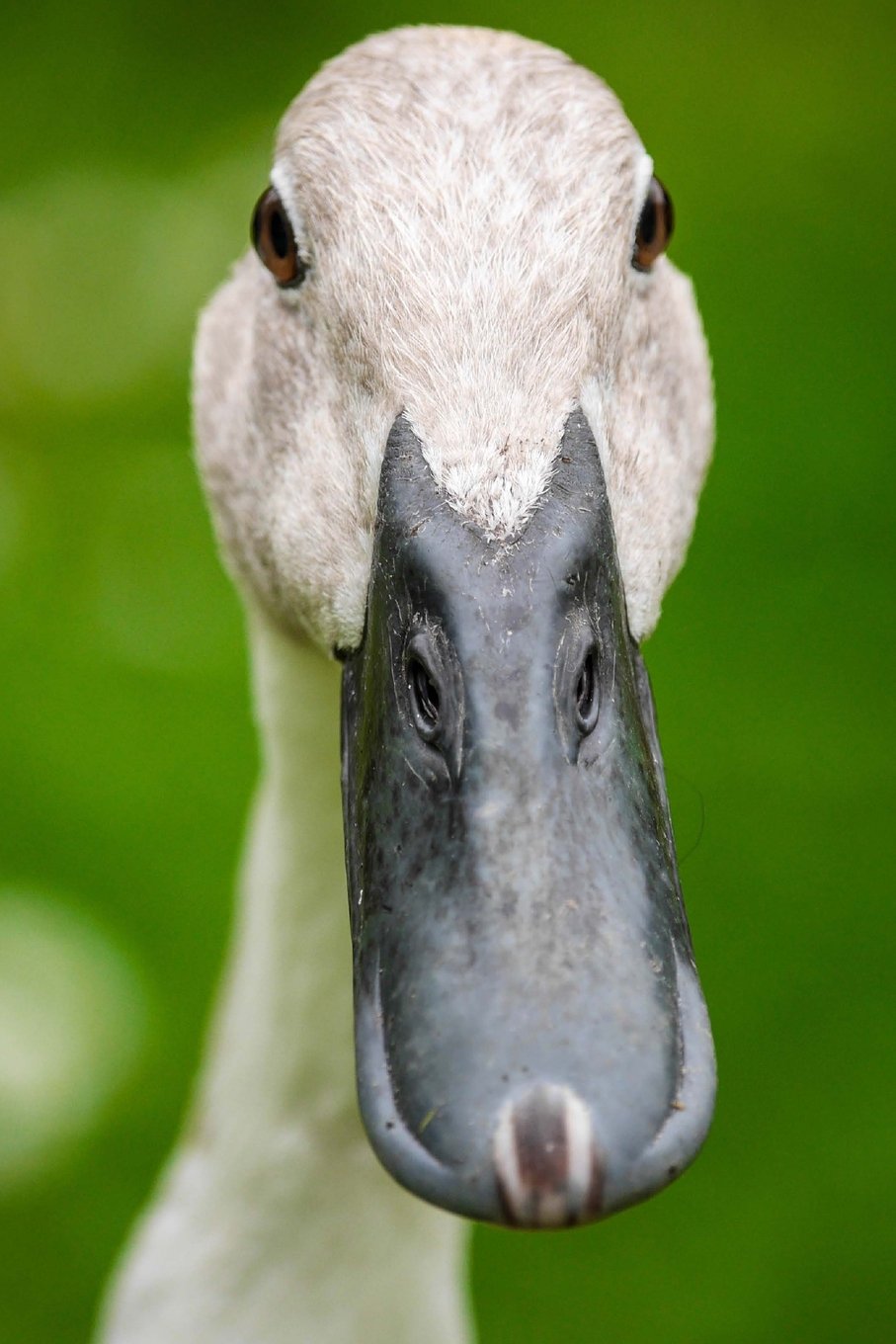 Indian Runner Duck Journal: 150 page lined notebook/diary