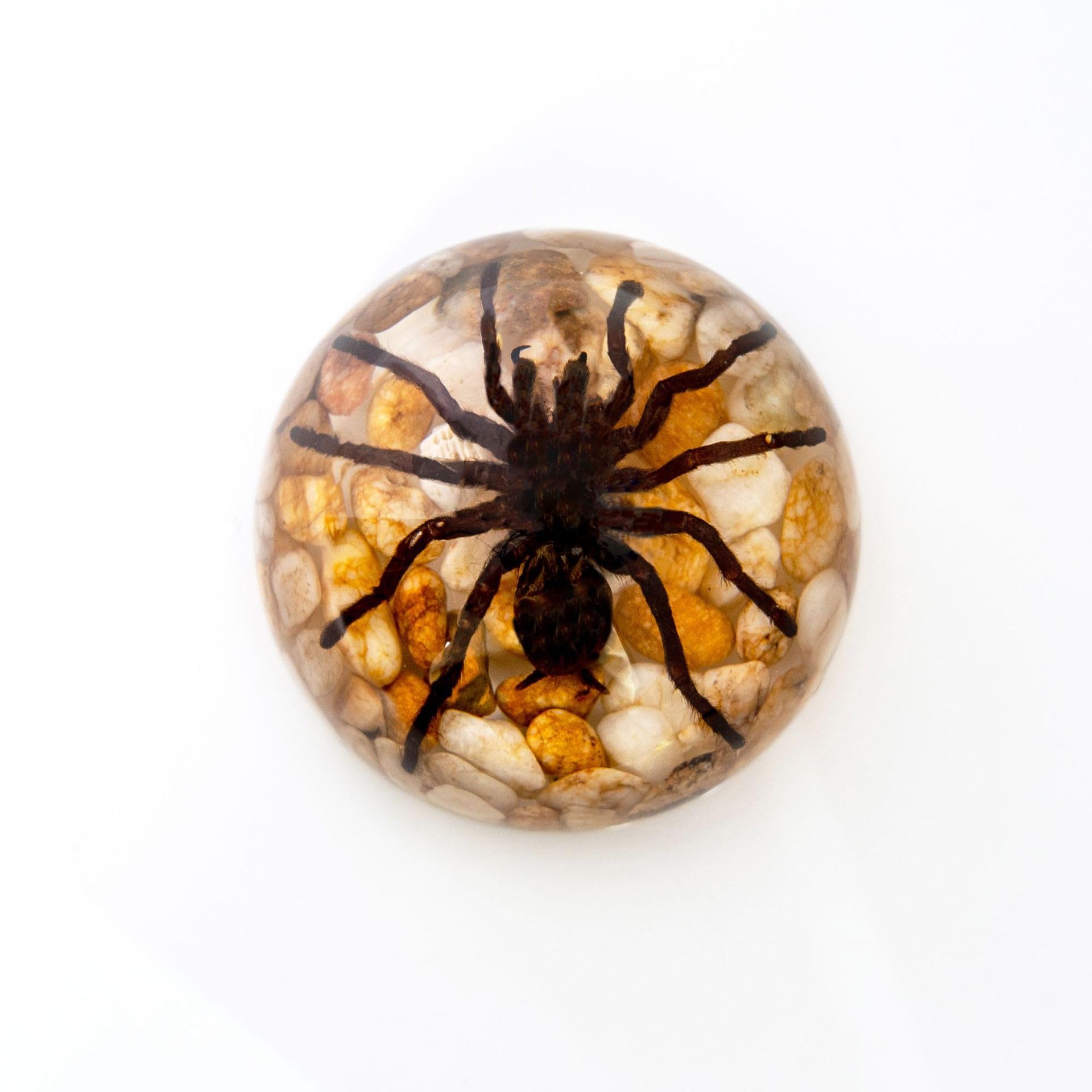 Spider Specimen Real Animal Taxidermy, Spider Specimen in Resin for Halloween Home Desk Decor, Taxidermy Animal Paperweight for Biology Science Classroom Education (Spider, 3.5x1.8 inch)