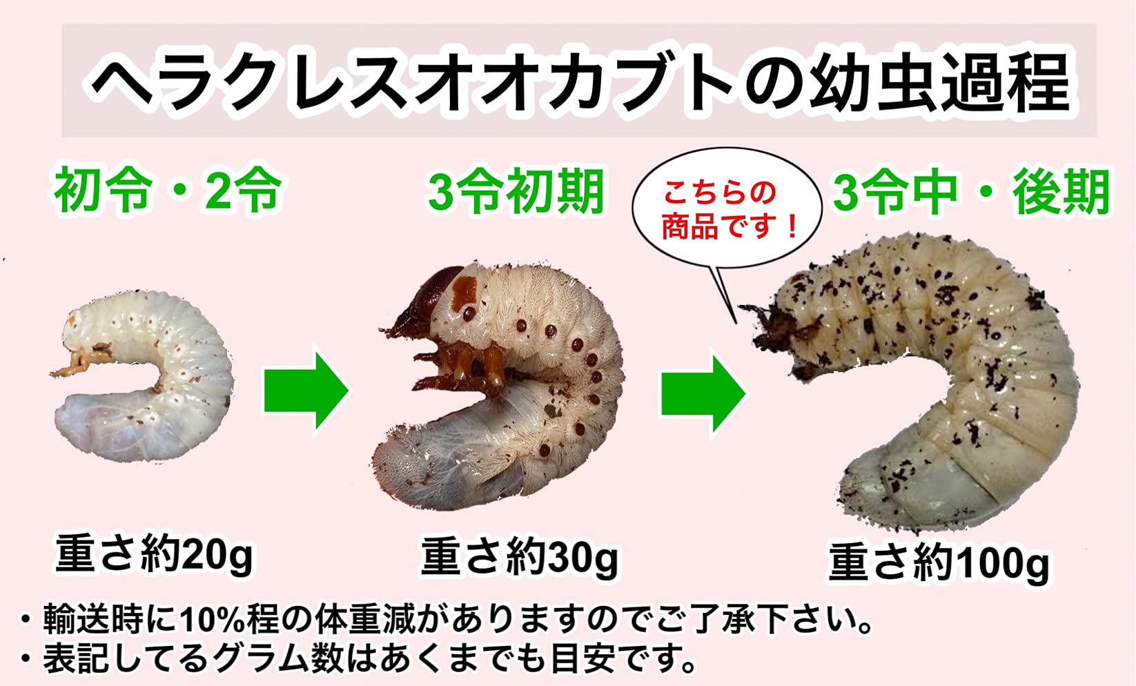 ヘラクレスオオカブト 極太血統 初令幼虫4頭ヘラクレス №33 初令幼虫20