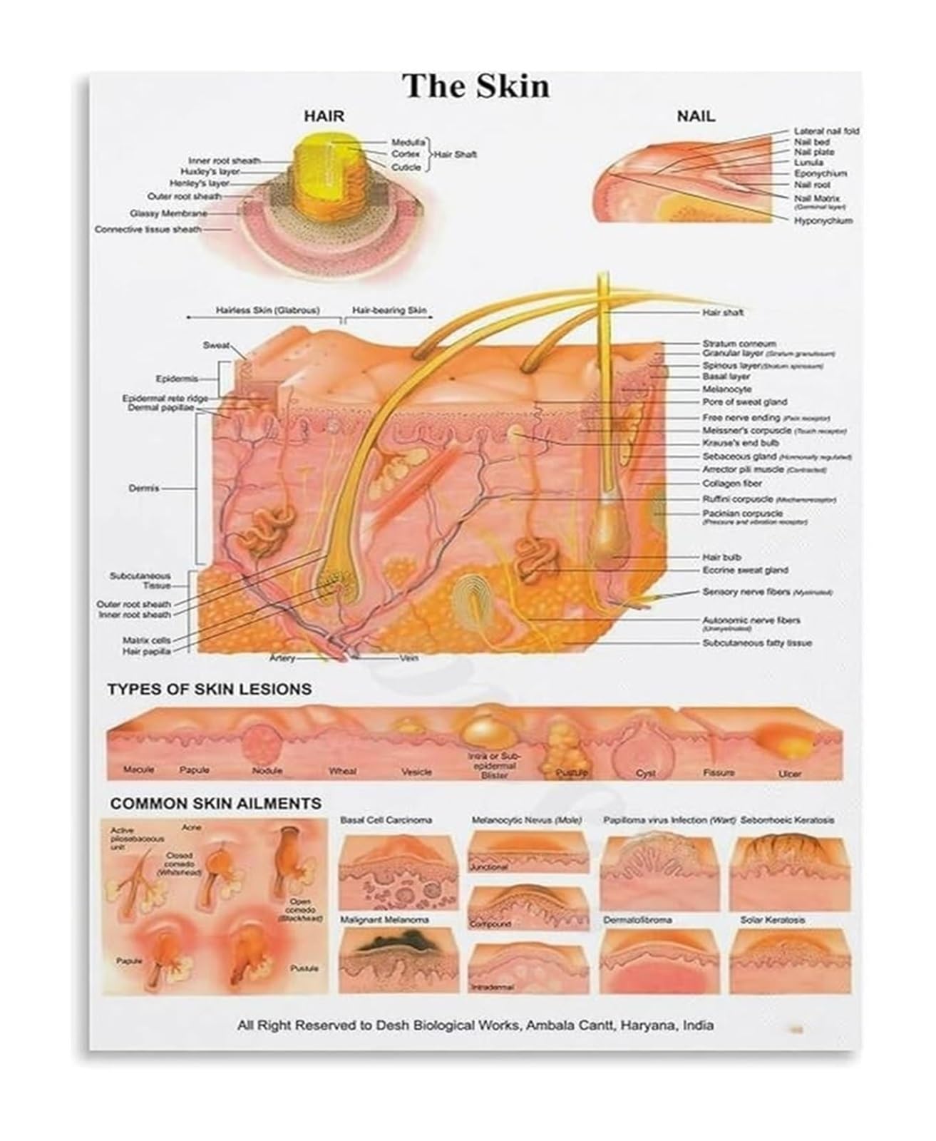 RNUMLIGH Biology Classroom Poster Skin Anatomy Science Diagram Canvas Wall-Art for School Decor(Unframed,12x18inch(30x45cm))