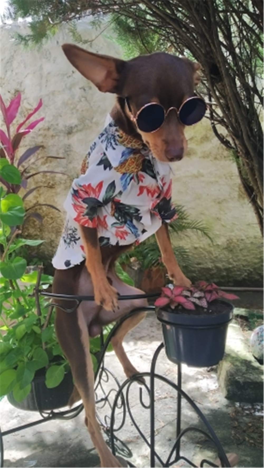 Vêtement pour animaux confort et manteau de chien respirant XL