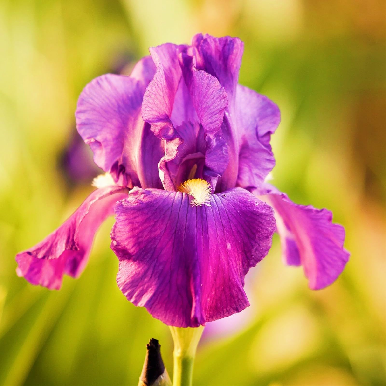 Iris Bulbs-Iris Bulbs for Planting Now UK,Garden Flowers,Hardy Perennial,Wedding Flowers,Plant Bulbs-10bulbs-e