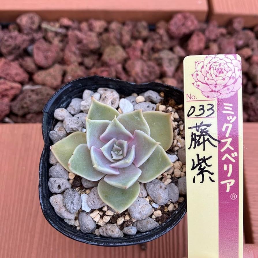 Amazon.co.jp: おらいさん苗 ミックスベリア 藤紫 抜き苗 ホビー