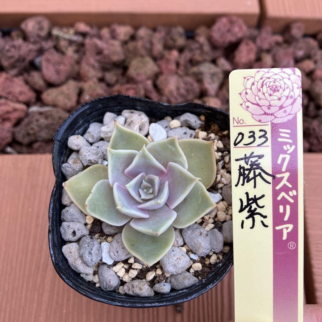 Amazon.co.jp: おらいさん苗 ミックスベリア 藤紫 抜き苗 ホビー