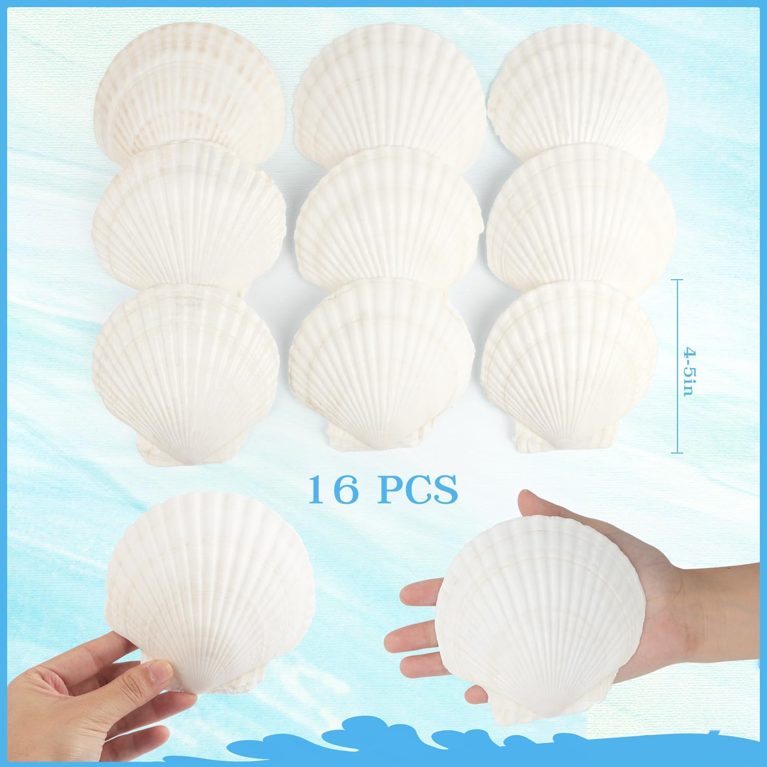 jangostor 16 pcs scallop shells natural seashell, 4" to 5" white scallop shells large seashells for crafts wedding decor beach theme party, fish tank and vase filler 4''-5''