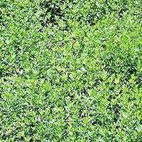 Vista 3 de Hancock Seed Co. Semillas de trébol de hoja de flecha Blackhawk, 5 libras.