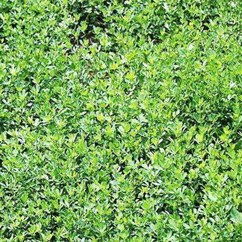 Miniatura 3 de Hancock Seed Co. Semillas de trébol de hoja de flecha Blackhawk, 50 libras.