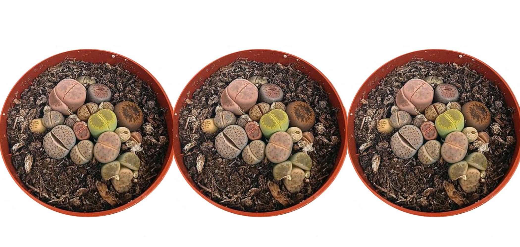 Pack de 3 Plantas Crasa Lithops, en maceta de 6 cm. Cactus piedra, piedra viviente, piedra viva. Suculenta con hojas que simulan rocas. Segura Garden.