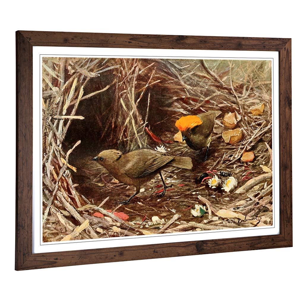 Big Box Art Framed Print of Vintage W Kuhnert Crested Pigeon Design | Wall Art Picture | Home Decor for Kitchen, Living Room, Bedroom, Hallway, Walnut, A2 / 24.5x18 Inch / 62x45cm