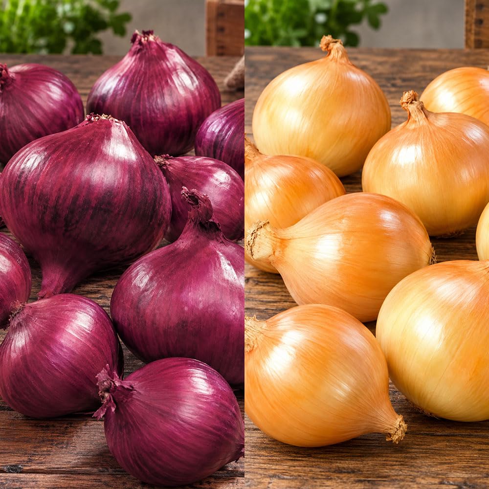 Twin Pack Onions – 40 Pieces – Electric & Radar – Sweet & Mild Flavour – Versatile for Salads – Perfect to Cultivate in Your Kitchen Garden