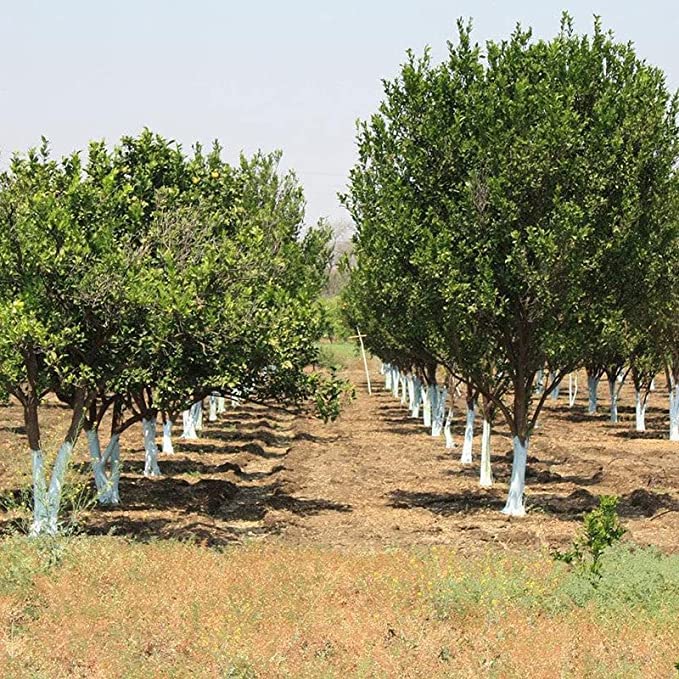 Image of Nagpur Mandarin Orange All Time Variety Grafted Fruit Hybrid Plants CF004927