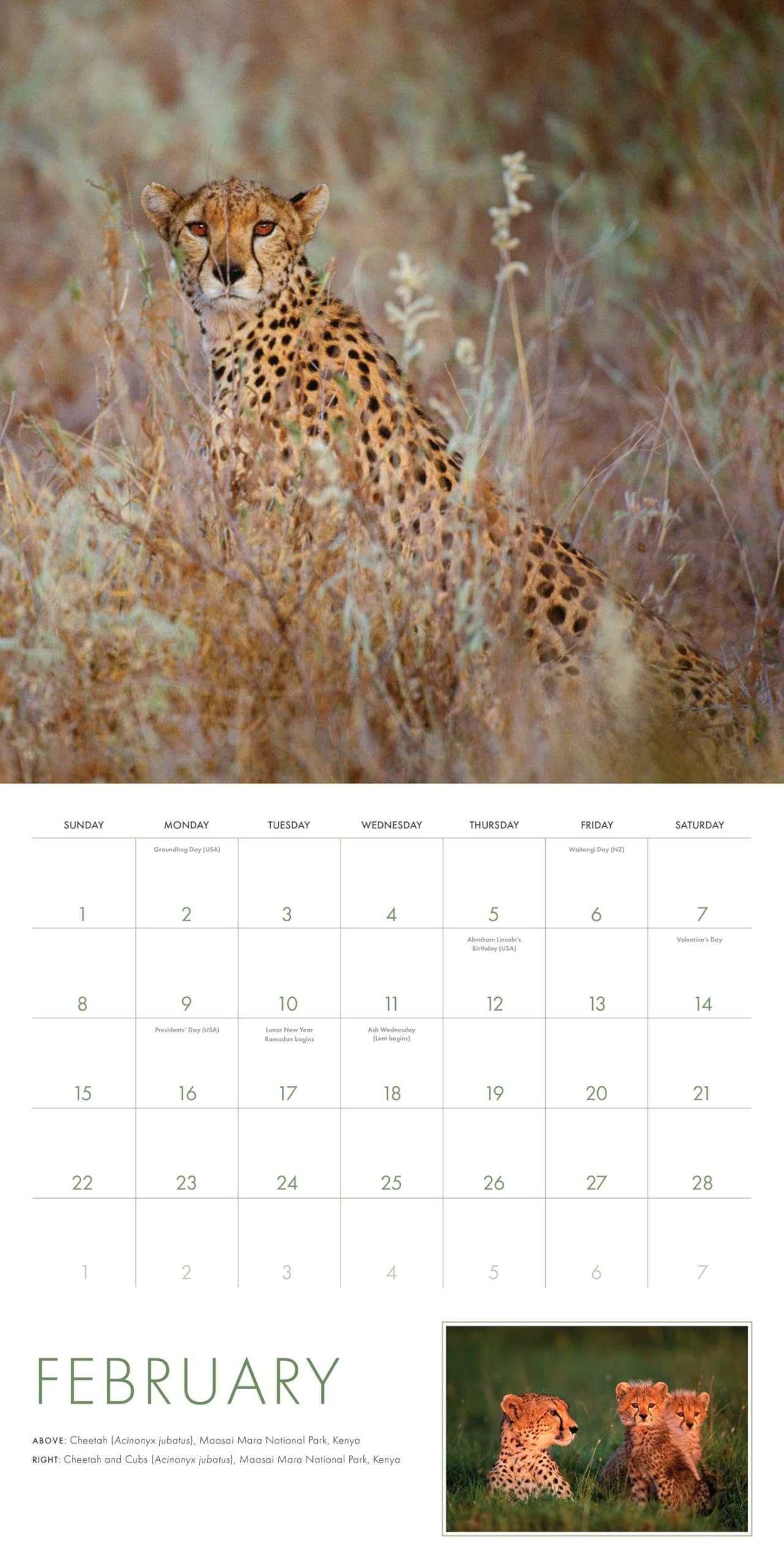 Amazon.co.jp: Art Wolfe: 本、バイオグラフィー、最新アップデート