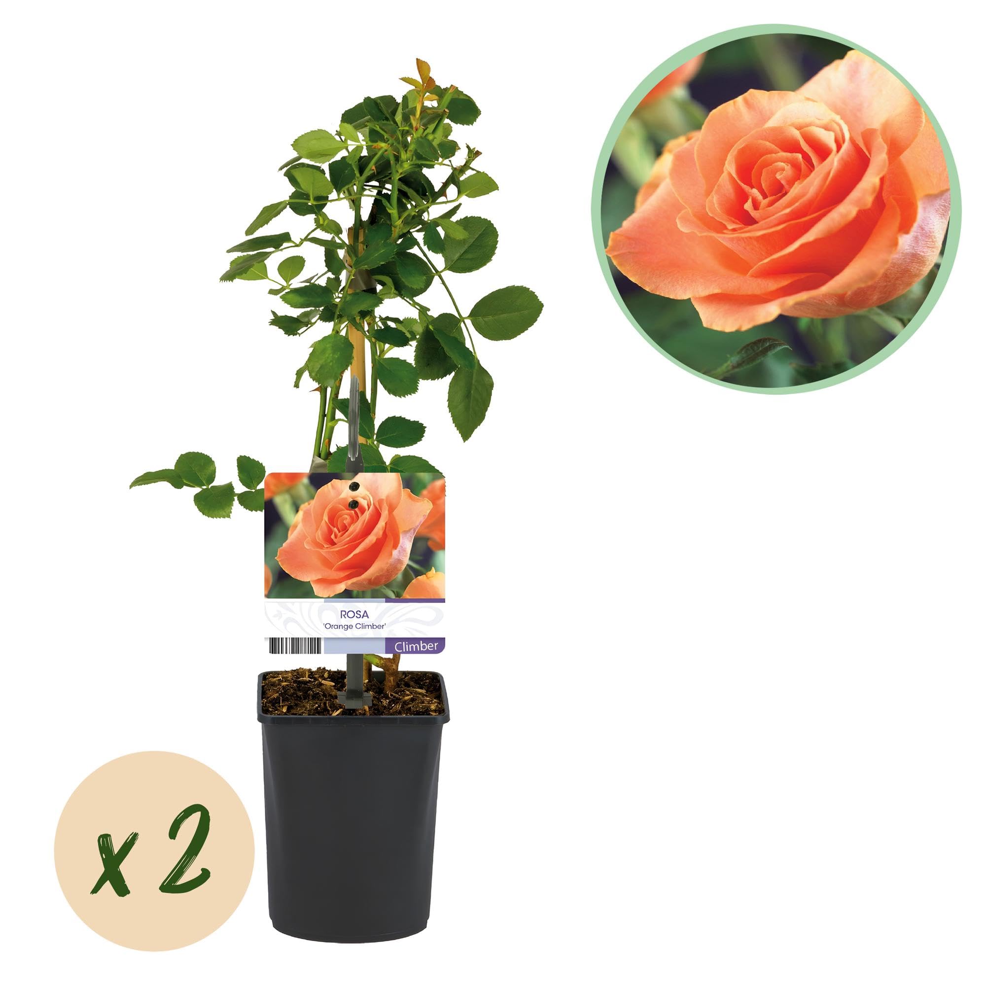 Rosal Trepador para Jardín, Flores Naranjas, 2 Plantas, Maceta 11 cm