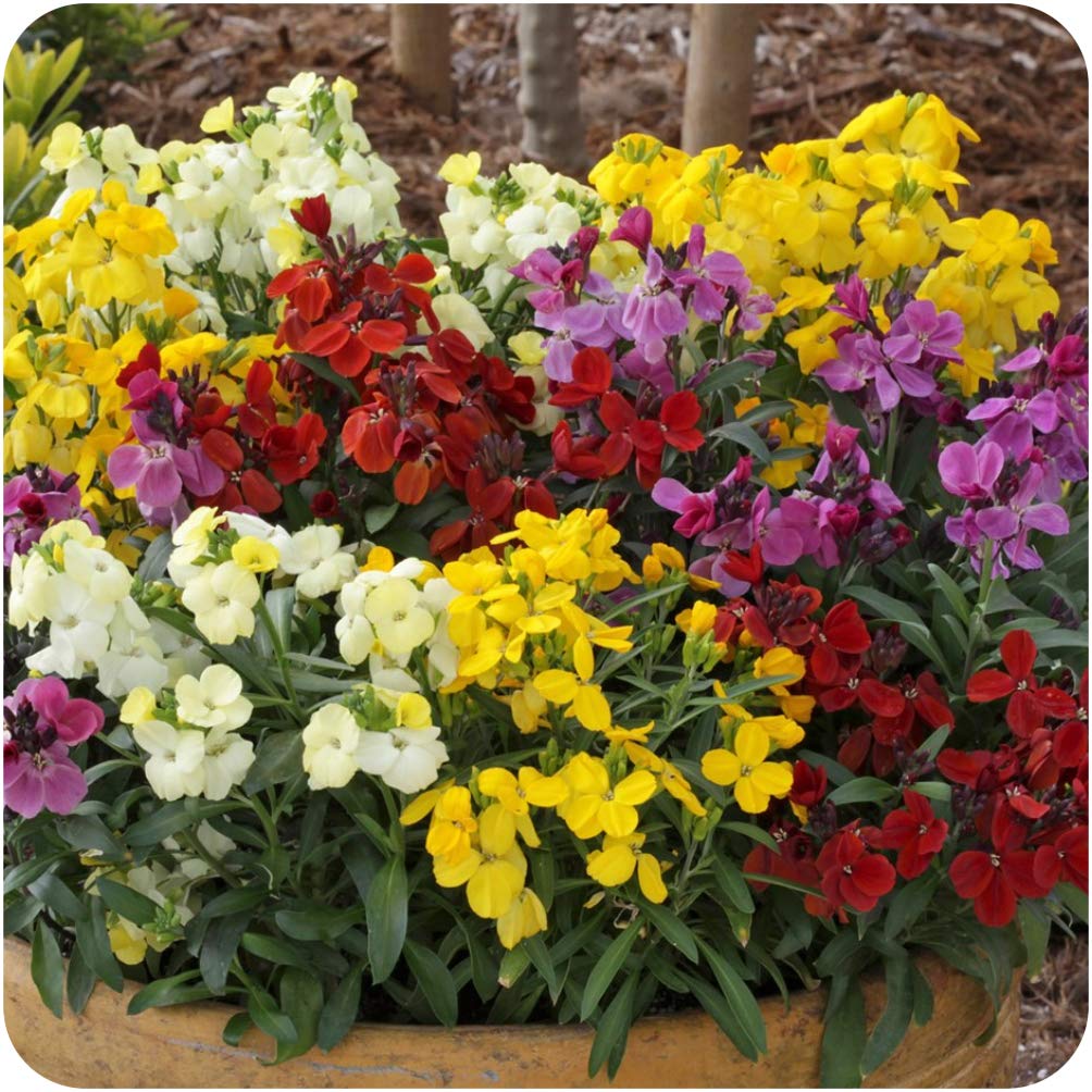 WallFlower 'Sugar Rush' Mixed mini Plug Plants x 12 for Potting on
