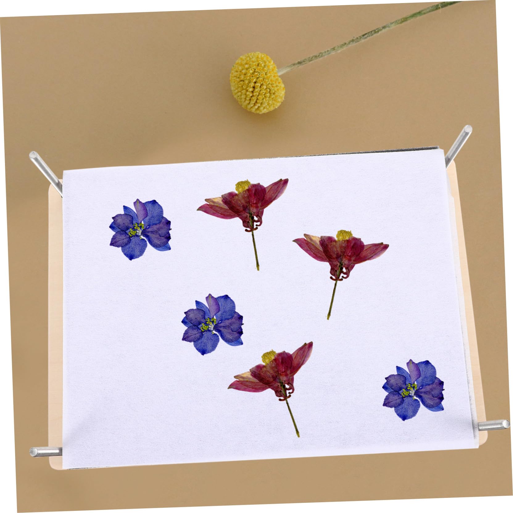 Cabilock Kit per Pressa di Fiori Fai da Te Pressatura Uniforme delle Foglie in Legno e Metallo, Set Completo per Specimen di Piante per Ragazzi e Attività DIY