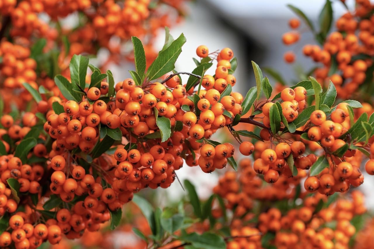 Piracanta arancione nana "Pyracantha coccinea Navaho" Agazzino pianta da siepe sempreverde in vaso 9x9 cm Vivaio di Castelletto