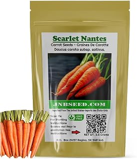 Scarlet Nantes Carrot Seeds(Approx. 2100 Seeds-3.5 Grams) Heirloom Vegetable Home Gardening Non GMO Easy to Grow