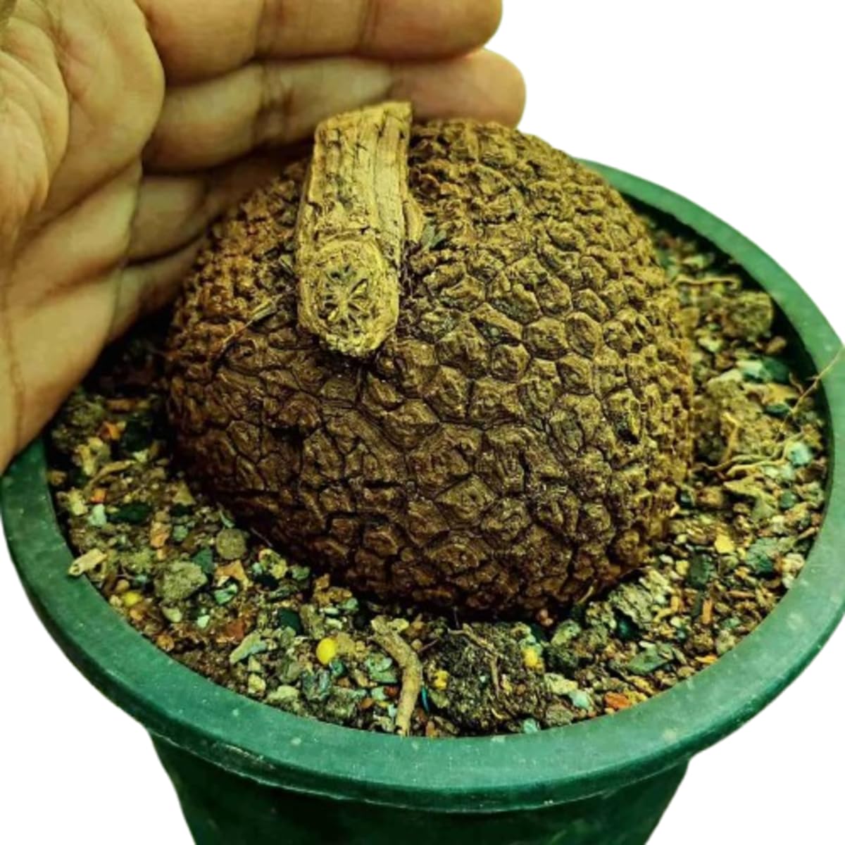 Stephania Suberosa Live Plant, Rare Tropical Caudex Plant : Amazon