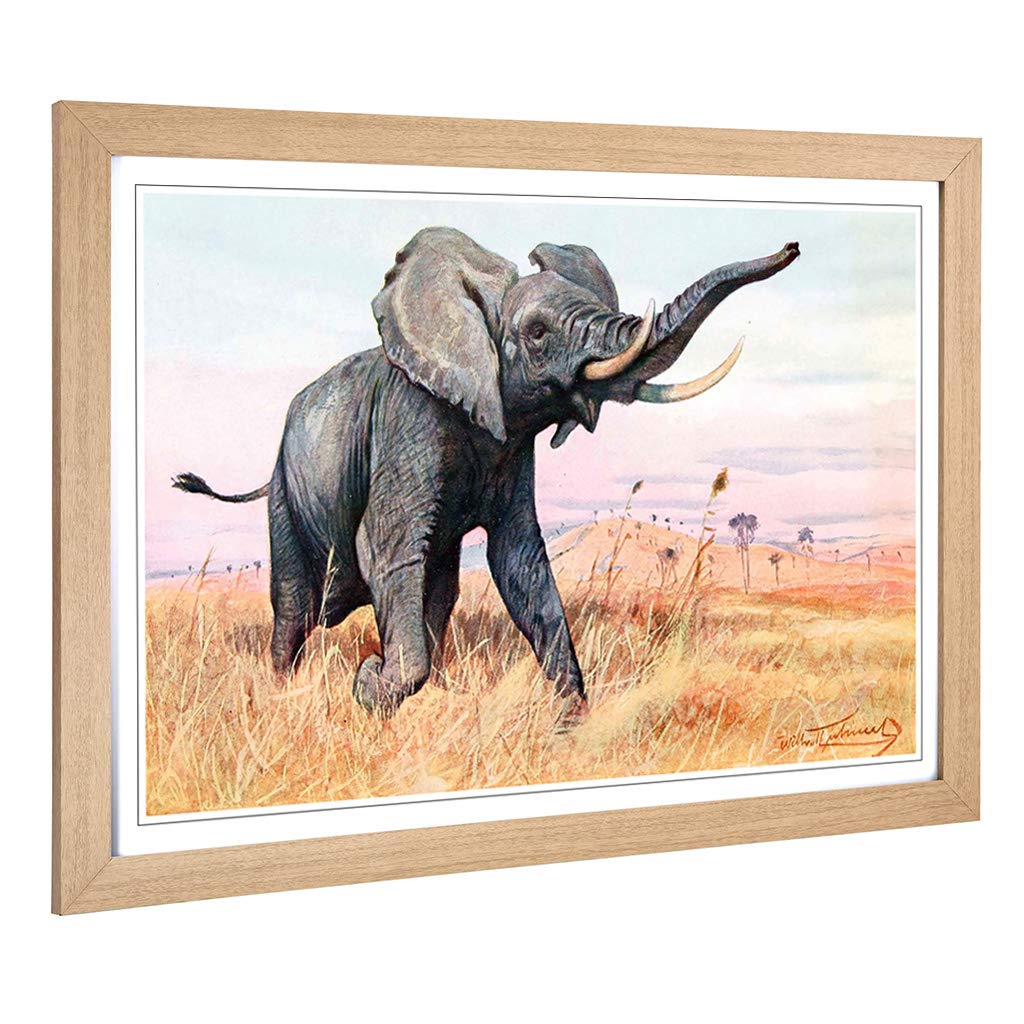 Big Box Art Framed Print of Vintage W Kuhnert African Elephant (2) Design | Wall Art Picture | Home Decor for Kitchen, Living Room, Bedroom, Hallway, Oak, A2 / 24.5x18 Inch / 62x45cm