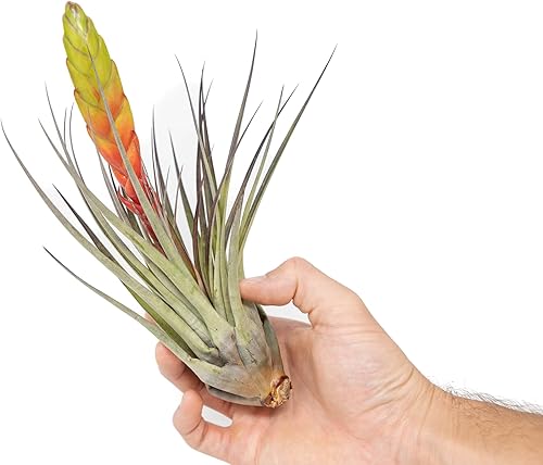 Miniatura 2 de Air Plant Shop Tillandisa Fasciculata 'Golden Torch' - Venta al por mayor y a granel - Suculentas - Tillandsia vivo - Plantas de interior y exterior