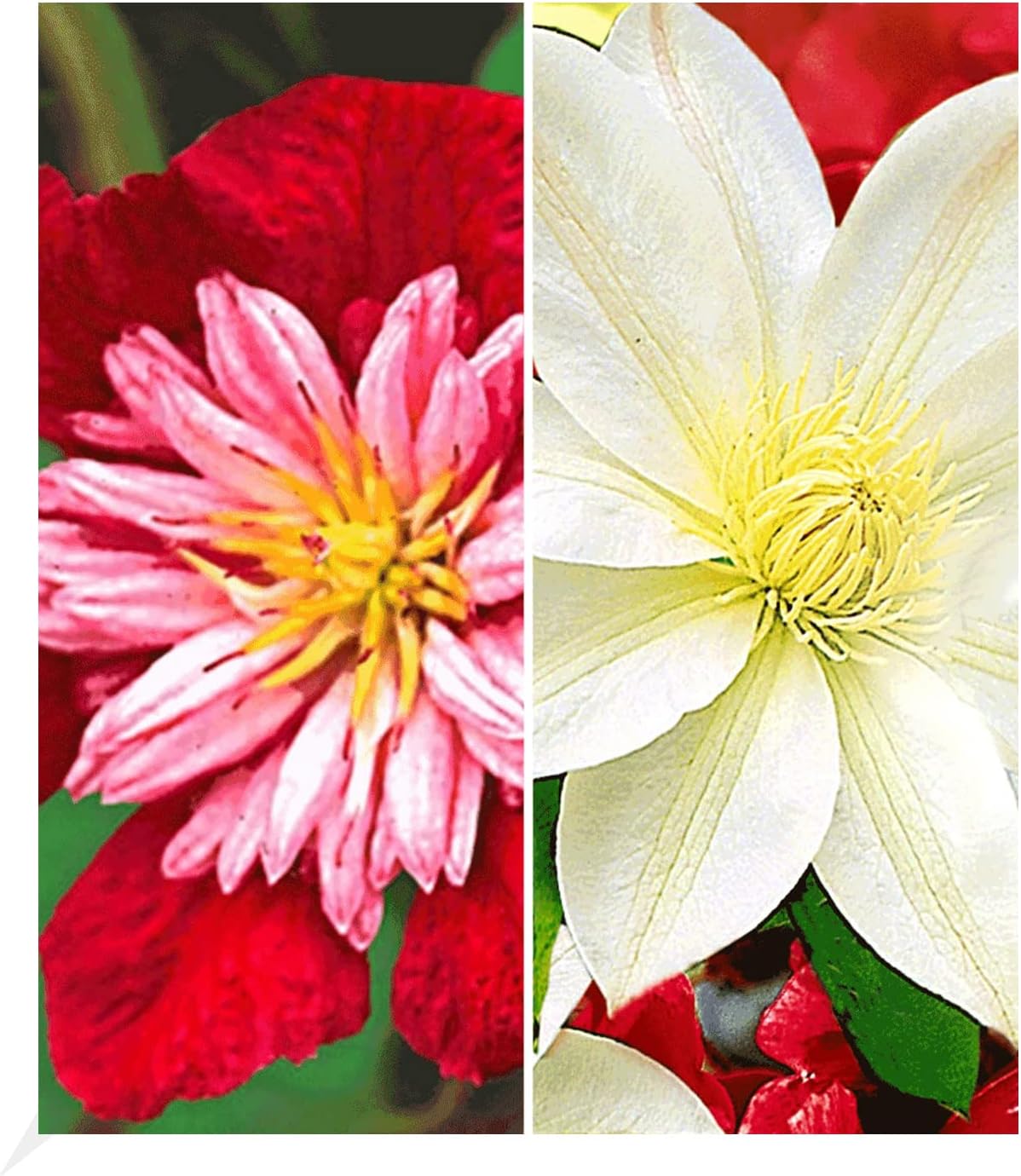 BALDUR Garten KlematisSortiment 'Avant Garde TM' und 'Madame Le