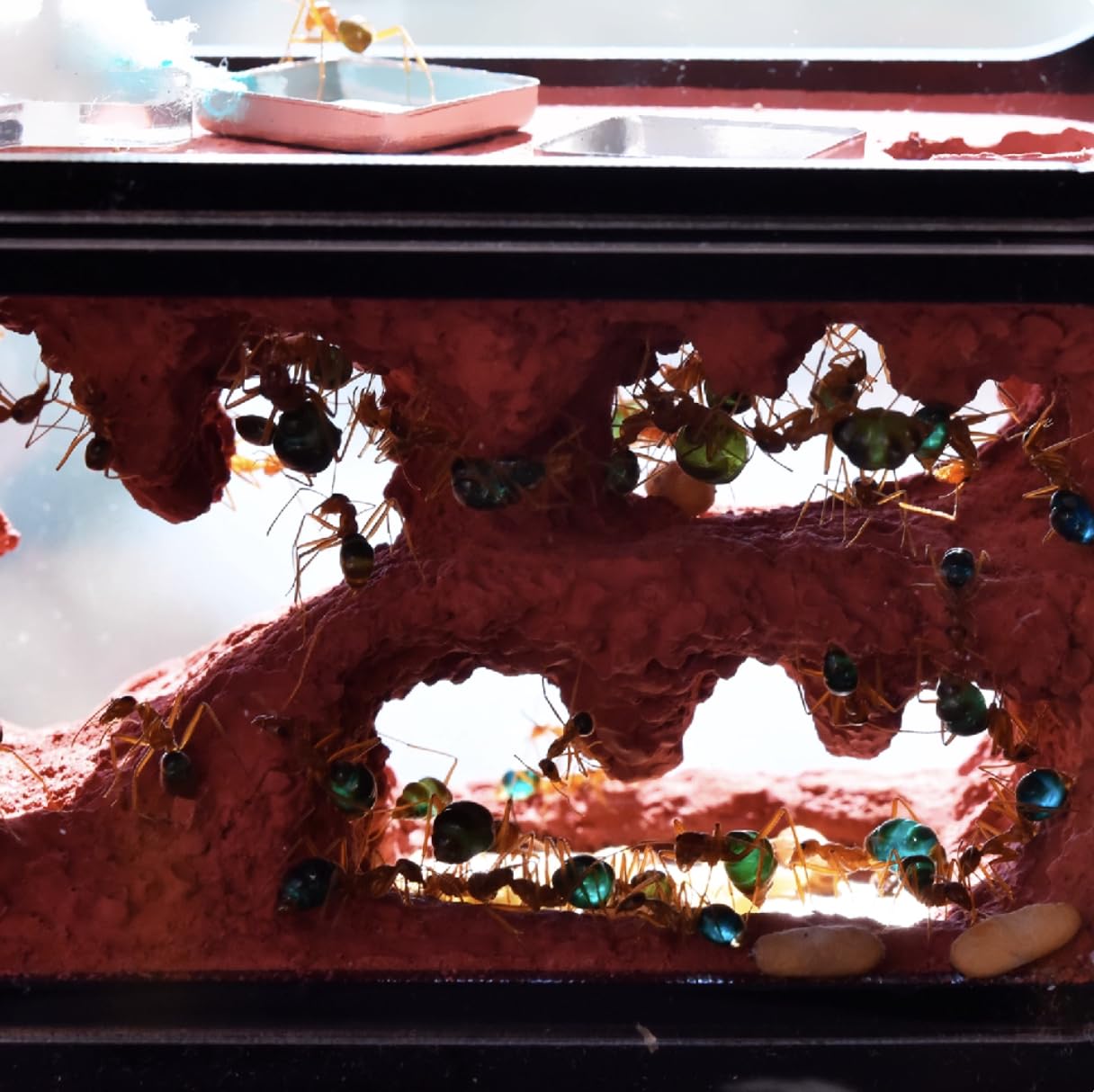 Formicarium formicario in vaso per miele con serbatoio d'acqua interno, habitat in acrilico per piccole colonie di formiche, 9,5 x 10,5 x 3,0 cm