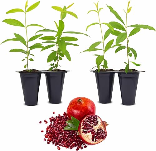 Granada Wonderful Live a la venta (paquete de 4) Plantas fáciles de cultivar Planta frutal comestible para una vida sostenible Cultiva tu propia