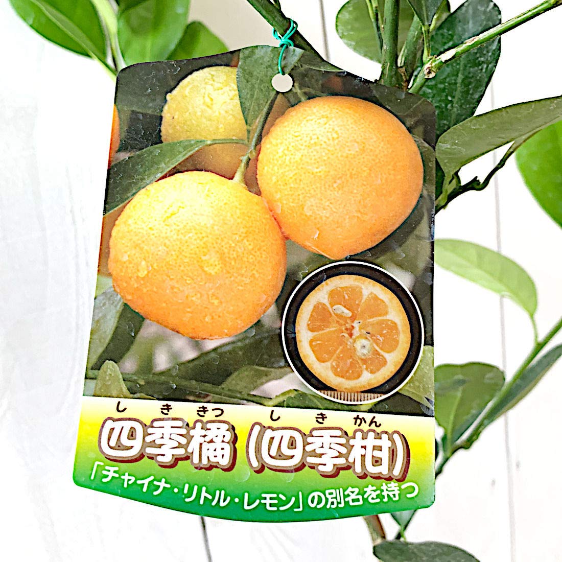 Amazon.co.jp: レモン 苗木 四季柑 15cmポット苗 チャイナリトルレモン