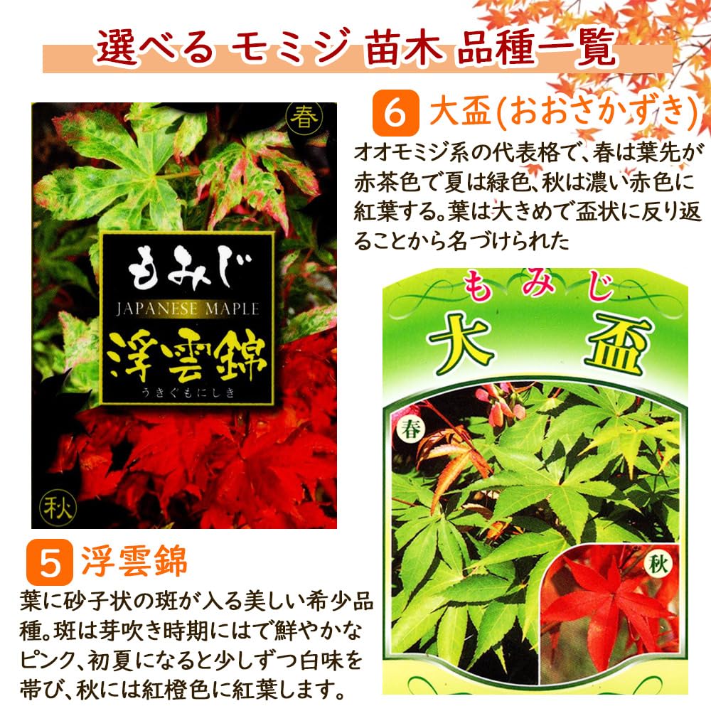 Amazon.co.jp: モミジ 苗木 【 5．浮雲錦(うきぐもにしき) 】 12cm