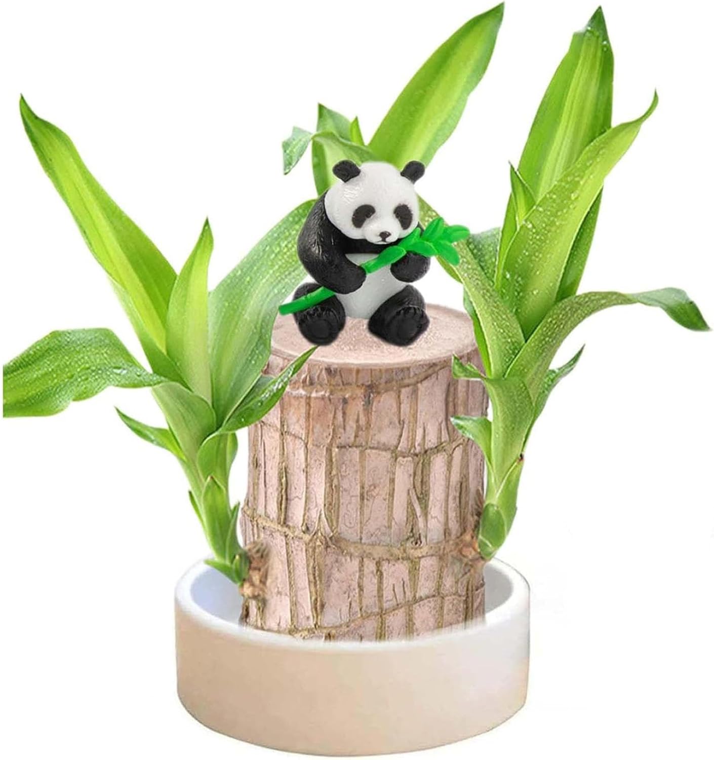 Brazilian Lucky Wood Plant - Small Indoor Hydroponic Plant For Desk, Office, Or Home Decor