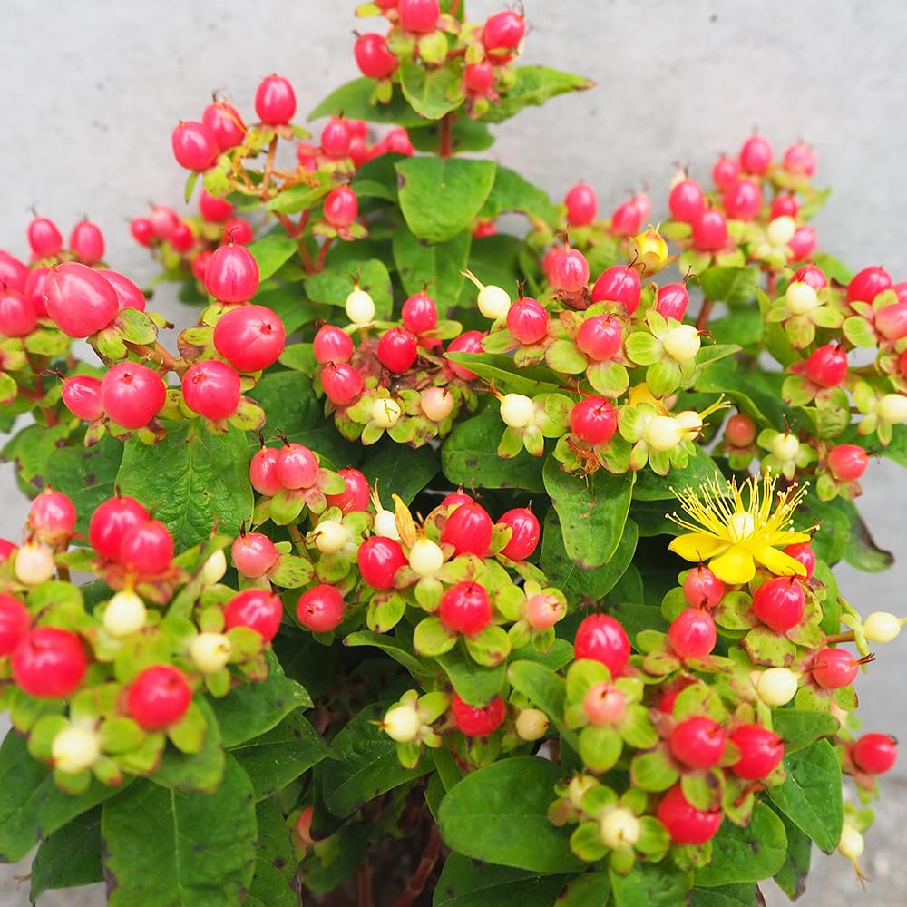 □☘️ヒペリカム苗☘️ ❤抜き苗❤ 選べるおまけつき 無農薬