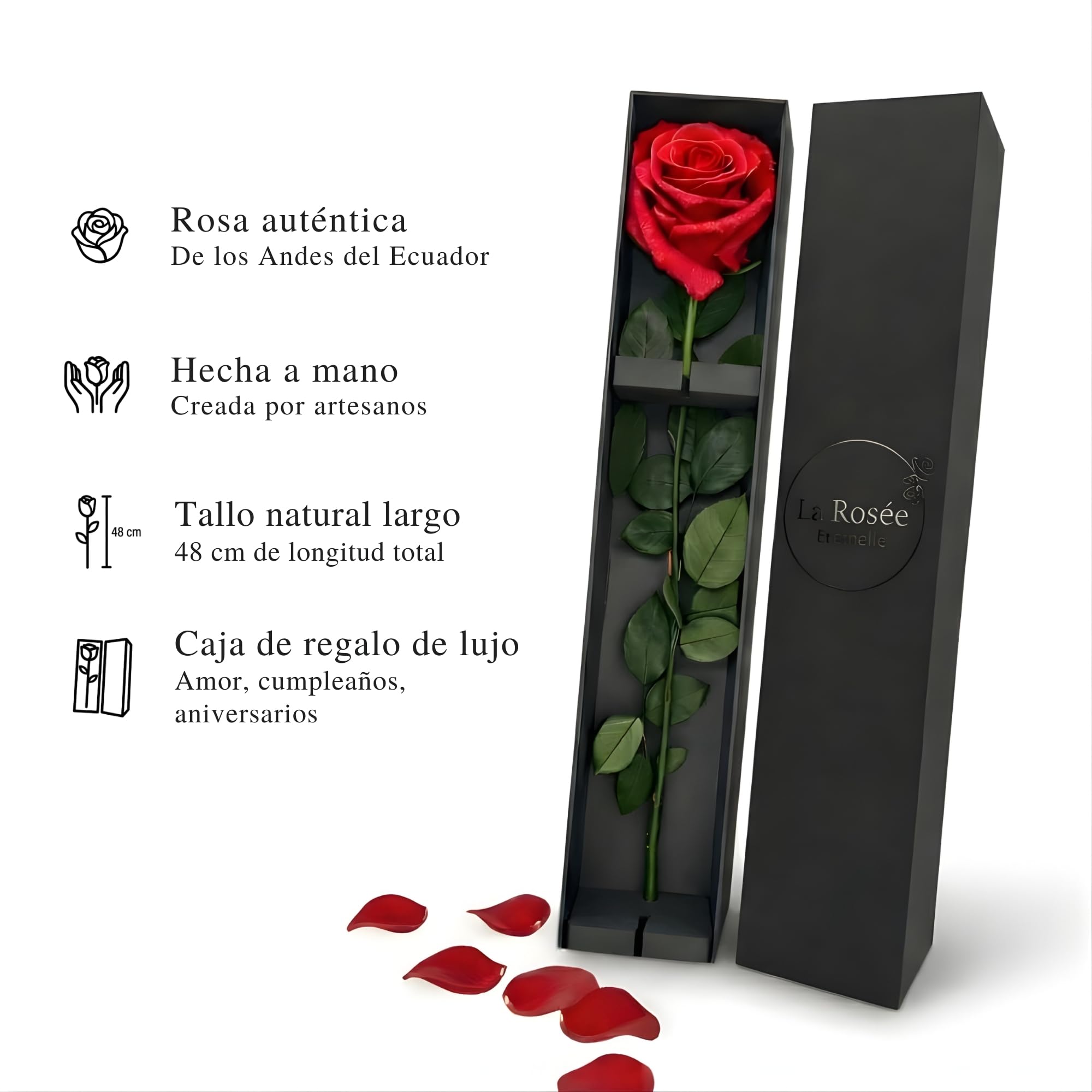 Rosa Eterna Natural con Tallo Largo – Rosa Preservada Perfumada de Ecuador – Regalo Original para Mujer, Pareja, Novia y Día de la Madre – Diseño Artesanal en España – Color Rojo (Red One)
