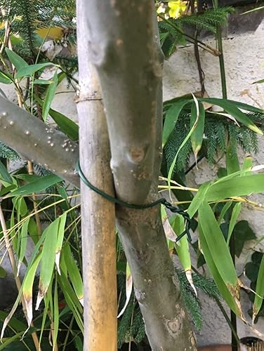 Miniatura 3 de Alambre de jardín de 147.6 ft (147 pies) Alambre de entrenamiento de plantas recubiertas de color verde oscuro