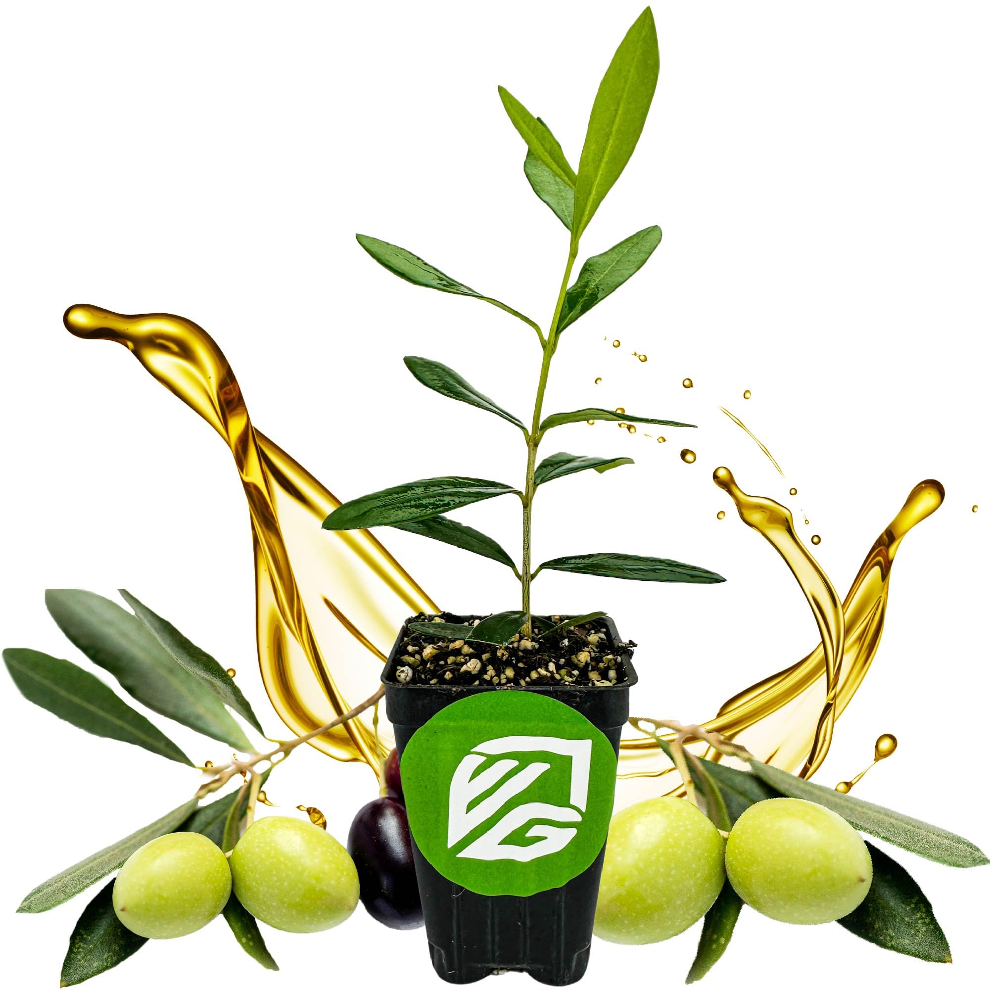 Amazon.com : Leccino Olive Tree - Olea europaea by Wellspring