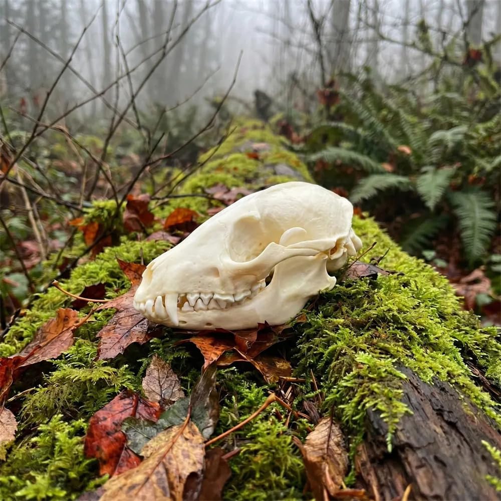 Real Animal Skull Specimen - Ethically Sourced Taxidermy Bone for Veterinary Teaching & Science - Gothic Home Decor, Professional Anatomy Art Reference(Snake SKELETON-1pc)