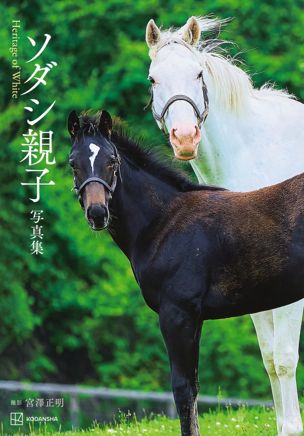 「ソダシ 写真集」他6冊セット 71Vow2PrqRL.jpg