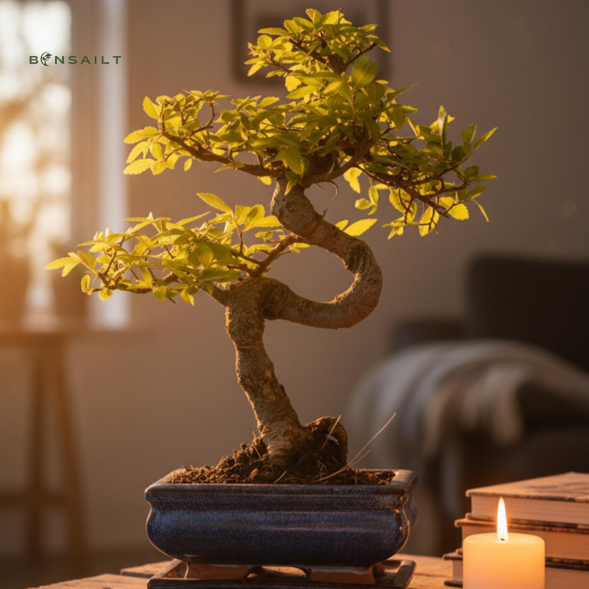 Bonsai Baum mit Keramik Blumentopf - Chinese elm - ca. 7 Jahre (15 cm Schale, ca. 7 Jahre)