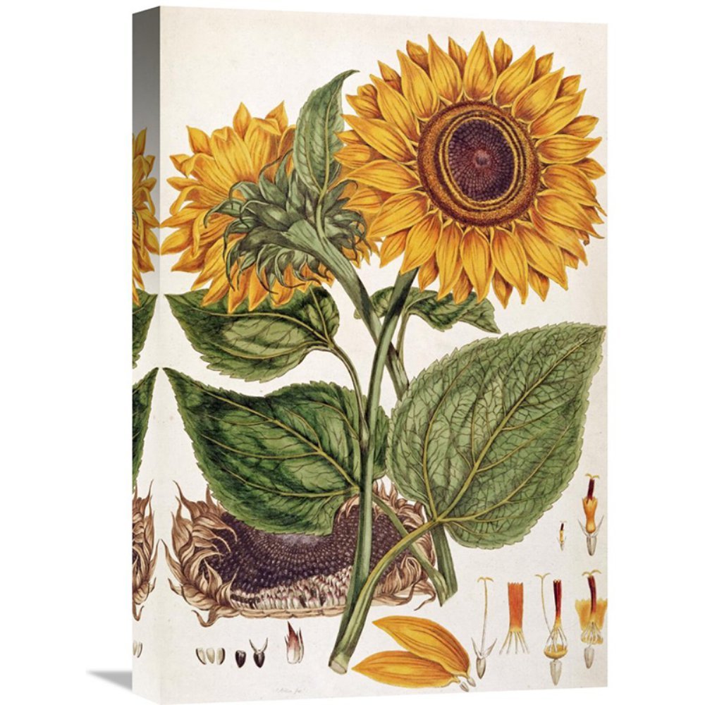 壁絵 Amazon｜グローバルギャラリーひまわり壁アート 14.7W x 22H in
