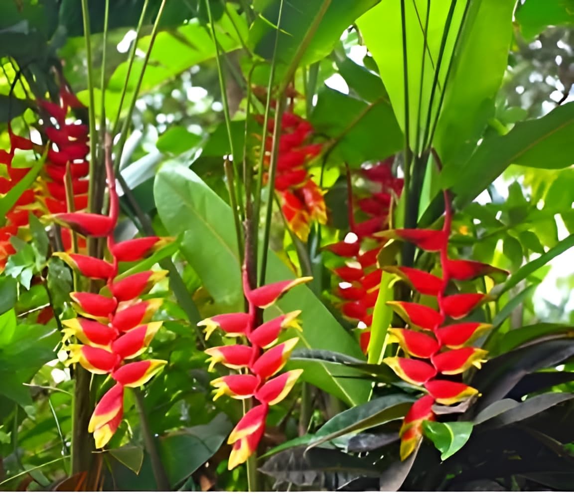 Oxiflora live heliconia rostrata plant birds of paradise plant hanging lobster claw plant hanging heliconia plant crabs claw plant (B0CTCBTVCG) Amazon Price History, Amazon Price Tracker