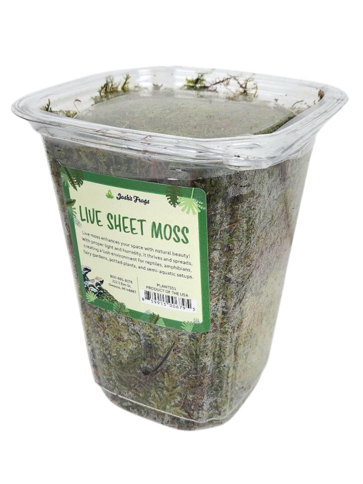 Amazon.com: Sprig & Stone Fresh Sheet Moss | Medium : Everything Else